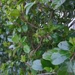 Viburnum odoratissimum Leaf