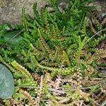 Selaginella denticulata Habitus