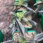 Kalanchoe daigremontiana Folha