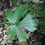 Ranunculus recurvatus Folha