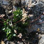 Heuchera rubescens Celota