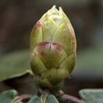 Rhododendron campanulatum Arall