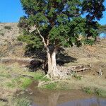 Ficus sycomorus Habitus