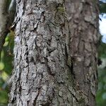 Osodendron altissimum Bark