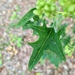 Arnoglossum atriplicifolium Leaf