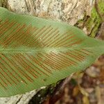 Asplenium africanum Leaf