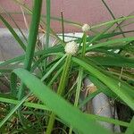 Cyperus richardii पत्ता