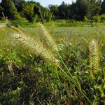 Setaria pumila Ffrwyth