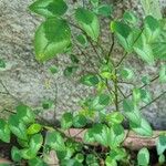 Euphorbia graminea Leaf