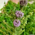 Mentha pulegium Flower