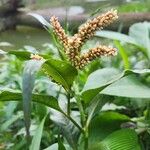 Persicaria senegalensis 花