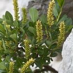 Salix waldsteiniana अन्य