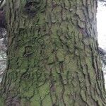 Abies cephalonica Bark