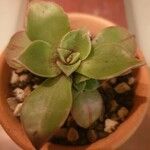 Aeonium leucoblepharum برگ