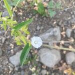 Ipomoea biflora Blodyn