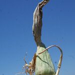Helicodiceros muscivorus Floare