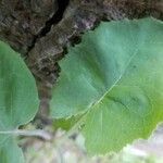 Pyrola asarifolia Leaf