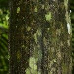 Oenocarpus bataua Bark