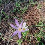 Colchicum multiflorumFlor