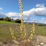 Reseda stricta Çiçek
