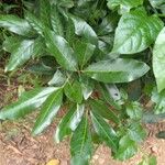 Aglaia elaeagnoidea Deilen