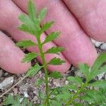 Lepidium bonariense Folha