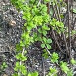 Spiraea hypericifolia Yaprak