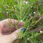 Epilobium coloratum Λουλούδι