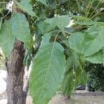 Handroanthus heptaphyllus Folha