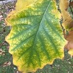 Quercus bicolor Leaf