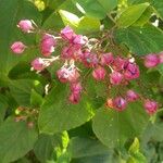 Clerodendrum trichotomum Fruto