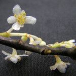 Nemuaron vieillardii Flower