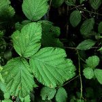 Rubus scaber Leaf