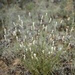 Polygala alba Pokrój