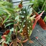 Begonia maculataLeaf