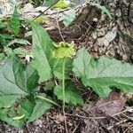 Dorstenia contrajerva Leaf