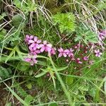 Daphne cneorumFloare