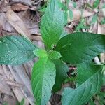 Ruellia tuberosa पत्ता