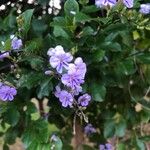 Duranta erectaFlower