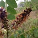 Amorpha fruticosa Flor