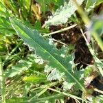 Cirsium dissectum Foglia