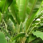 Musa velutina Folha