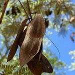 Peltophorum africanum Fruit