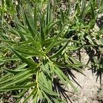 Asclepias asperula Foglia