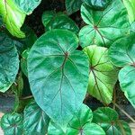 Begonia handelii Folha