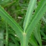 Falcaria vulgaris পাতা