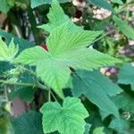 Rubus parviflorus Levél