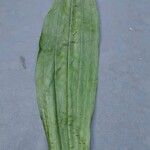 Plantago argentea Leaf