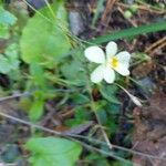 Viola arvensis 花