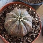 Euphorbia obesa List